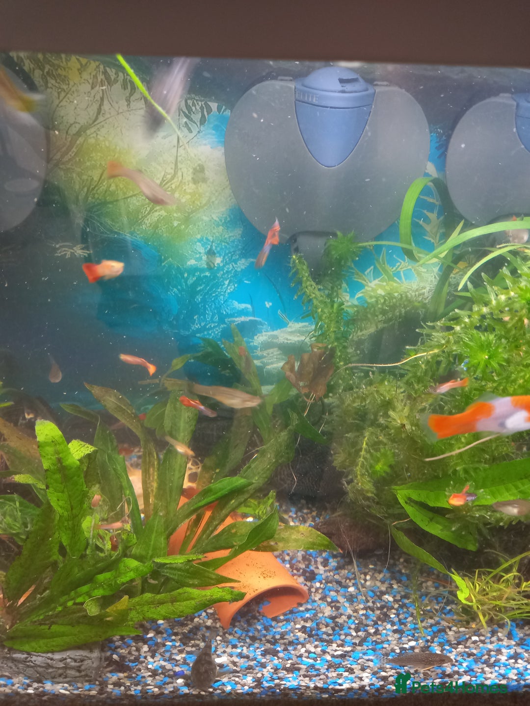 Live Bearers fish for sale: Guppies live bearers - Image 1