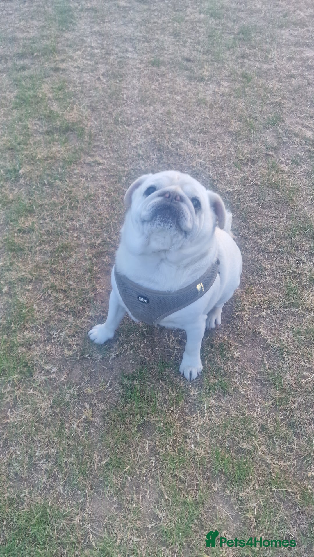 Pug dogs for stud: Pug for stud, old boy but definitely full of it - Image 1