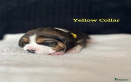 Beagle dogs for sale: 2 Beagle Girl Pups left -(KC Reg), Champ Bloodline - Image 11
