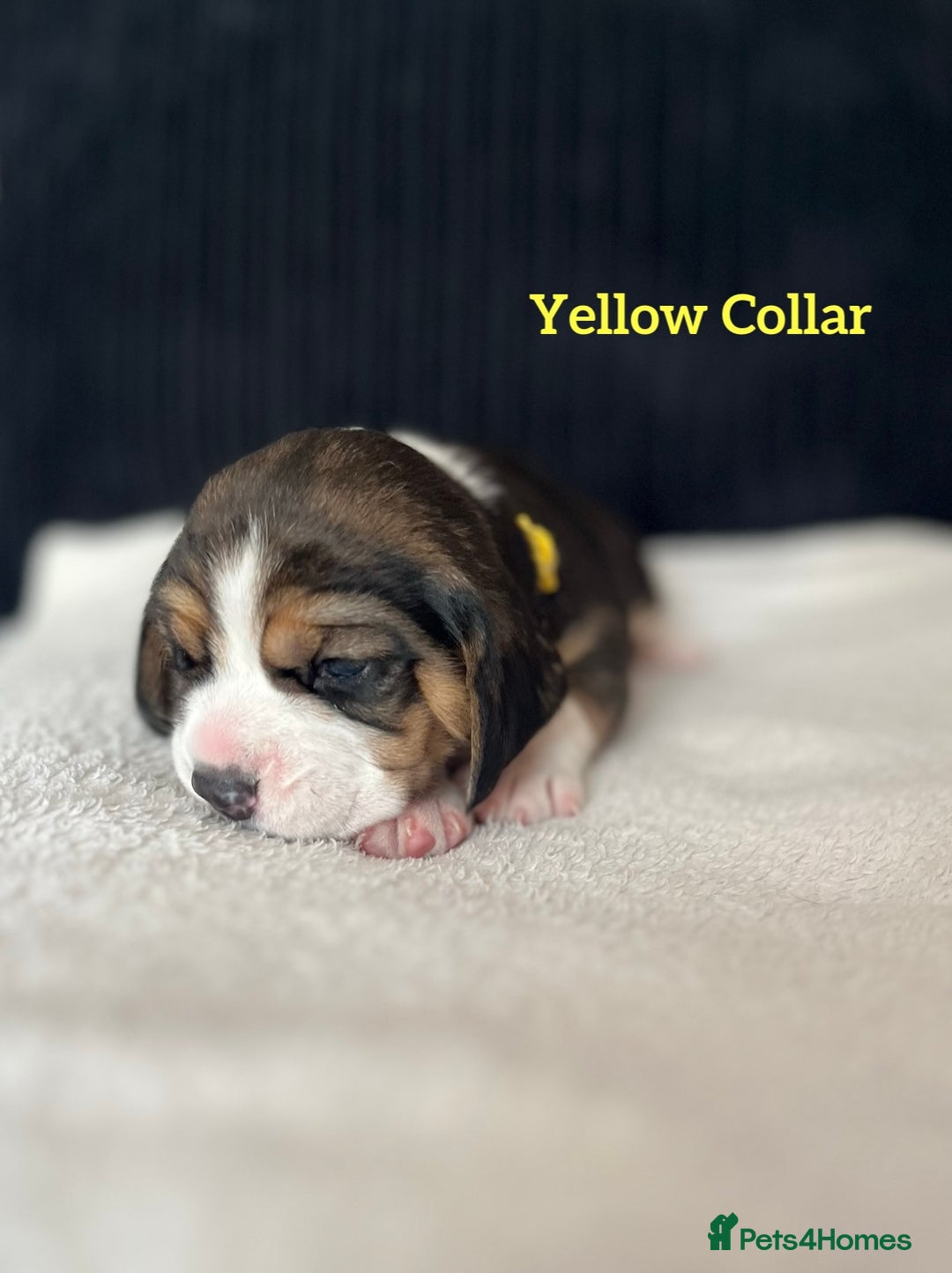 Beagle dogs for sale: 2 Beagle Girl Pups left -(KC Reg), Champ Bloodline - Image 11