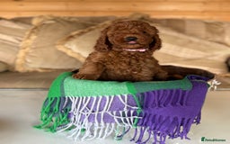 Cavapoo dogs for sale: Extensively Health Tested F1b Cavapoo Puppies   - Image 23
