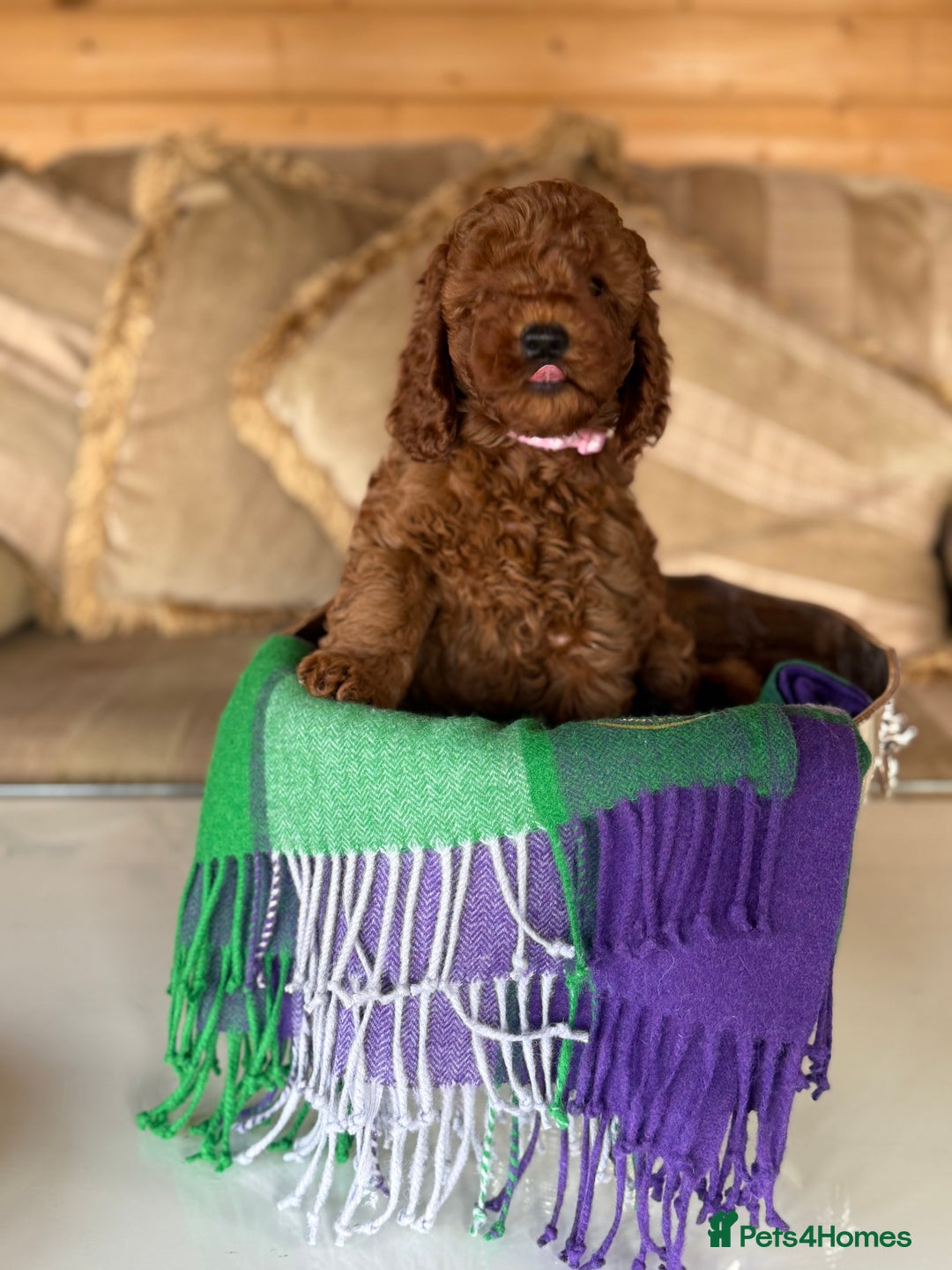 Cavapoo dogs for sale: Extensively Health Tested F1b Cavapoo Puppies   - Image 23
