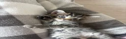 Domestic Shorthair cats for sale: 6 gorgeous kittens looking for loving home - Advert 9