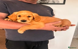 Golden Retriever dogs for sale: Golden Retriever Puppies  - Image 19