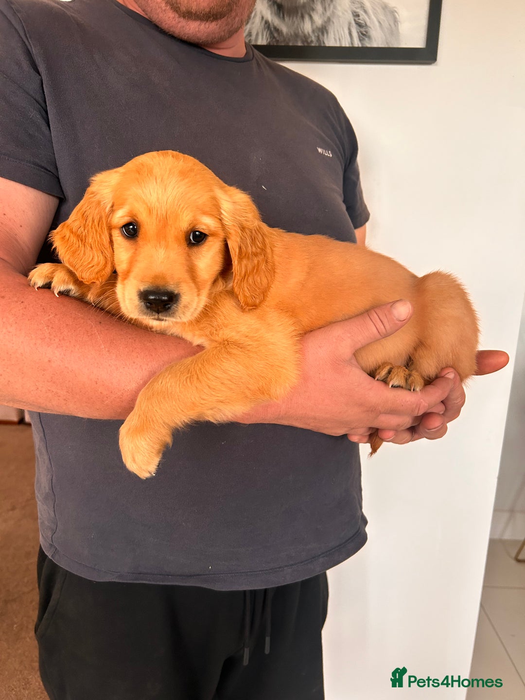 Golden Retriever dogs for sale: Golden Retriever Puppies  - Image 19