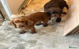 Cocker Spaniel dogs for sale: Cocker spaniel puppies  - Image 8
