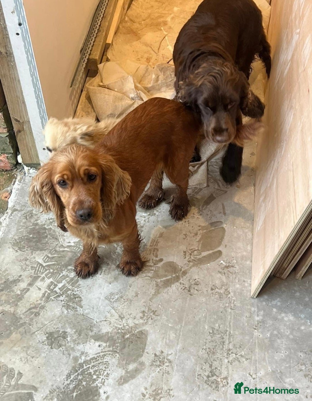 Cocker Spaniel dogs for sale: Cocker spaniel puppies  - Image 8