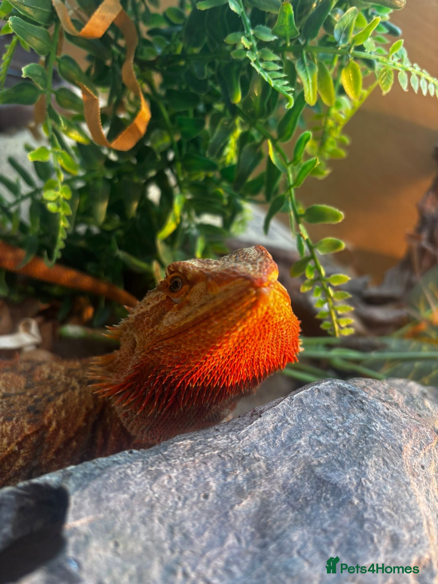 Bearded Dragon reptiles Bearded Dragon looking for a loving home - Advert 2