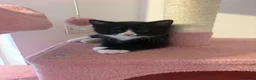 American Shorthair cats for sale: Two beautiful girlys in Brackley - Advert 3