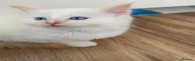 Ragdoll 1