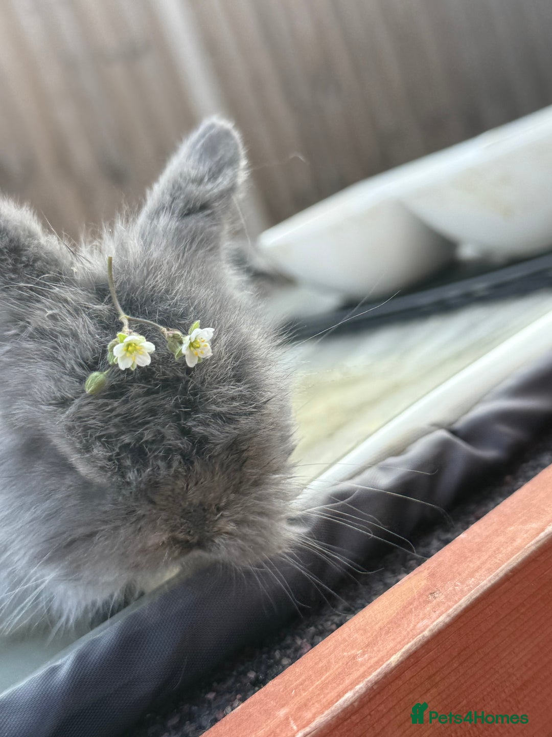 Mini Lion Lop rabbits for sale: Pure mini lion lop bunnies  in Witham - Image 3