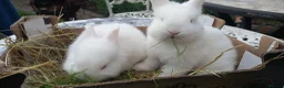 New Zealand rabbits for sale: New Zealand white kits for sale  in Wallington - Advert 14