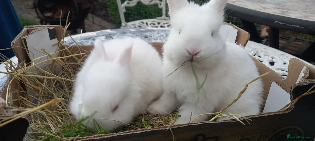 New Zealand rabbits for sale: New Zealand white kits for sale  in Wallington - Advert 14