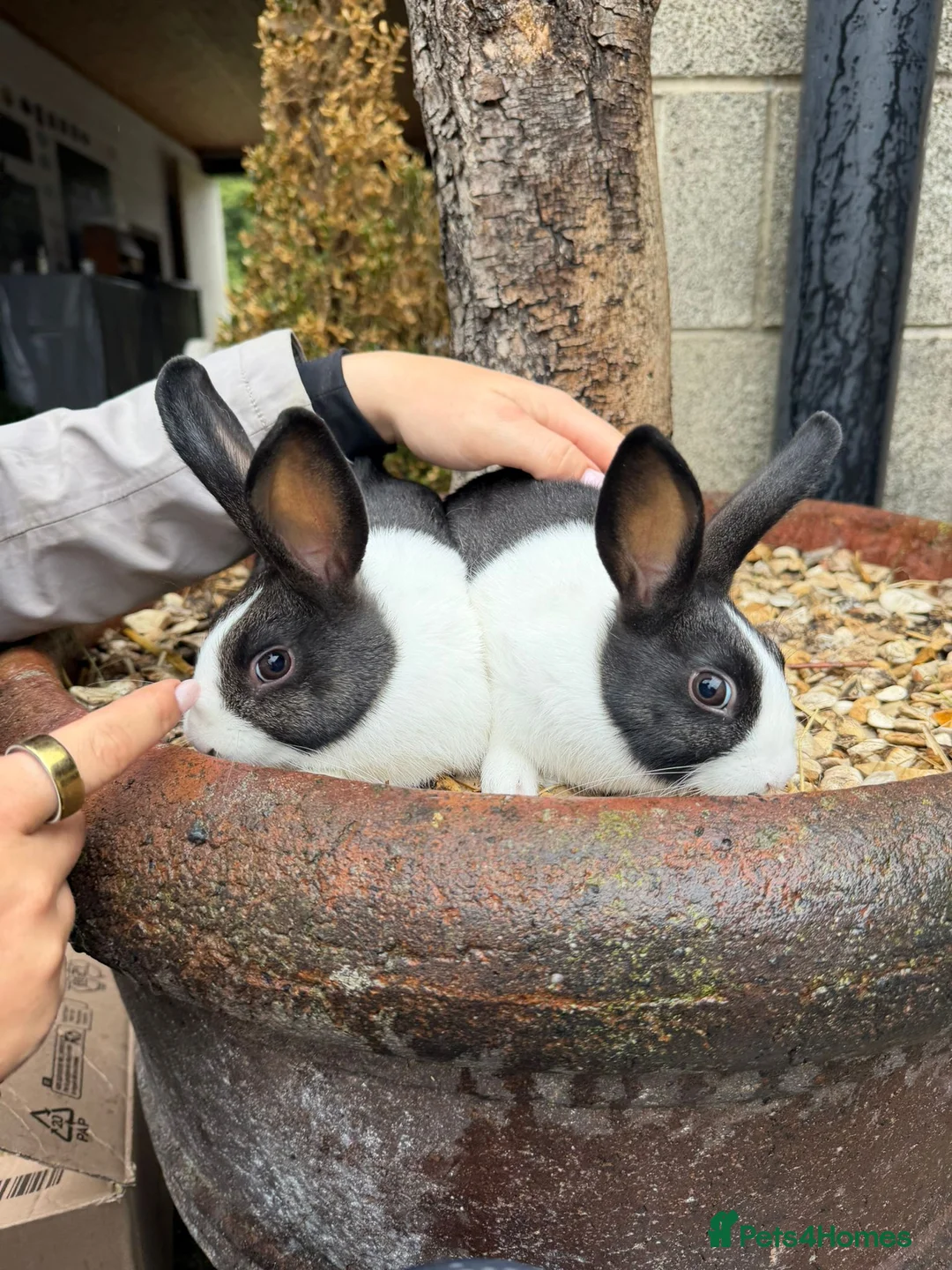 Dutch rabbits for sale: Two lovely Dutch rabbits in York - Advert 2