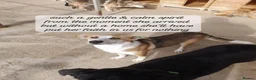 Mixed Breed dogs for adoption: Zelda, 3 yrs old approx. Available for adoption. in Brixham - Advert 5