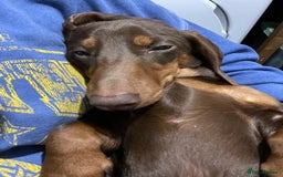 Miniature Dachshund dogs for stud: 🦖RAVENOUS REX🦖 in Worcester - Image 3
