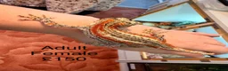 Gecko reptiles for sale: Chahoua and gargoyle geckos various  - Advert 2