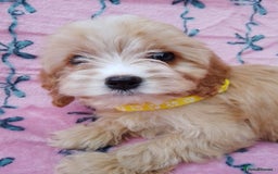 Cavapoo dogs for sale: Exceptional cavapoo puppies  - Image 10