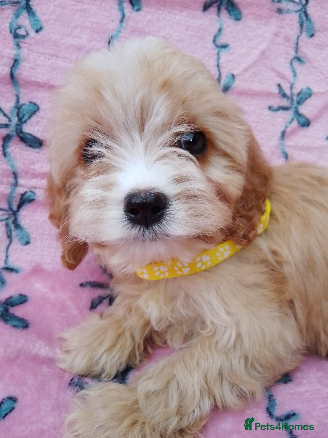 Cavapoo dogs for sale: Exceptional cavapoo puppies  - Image 10