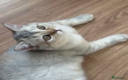 British Shorthair cats for sale: Gorgeous British Longhair & Shorthair Kittens - Image 17