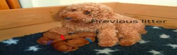 Cockapoo dogs for sale: Red cockapoo puppies expected - Advert 6