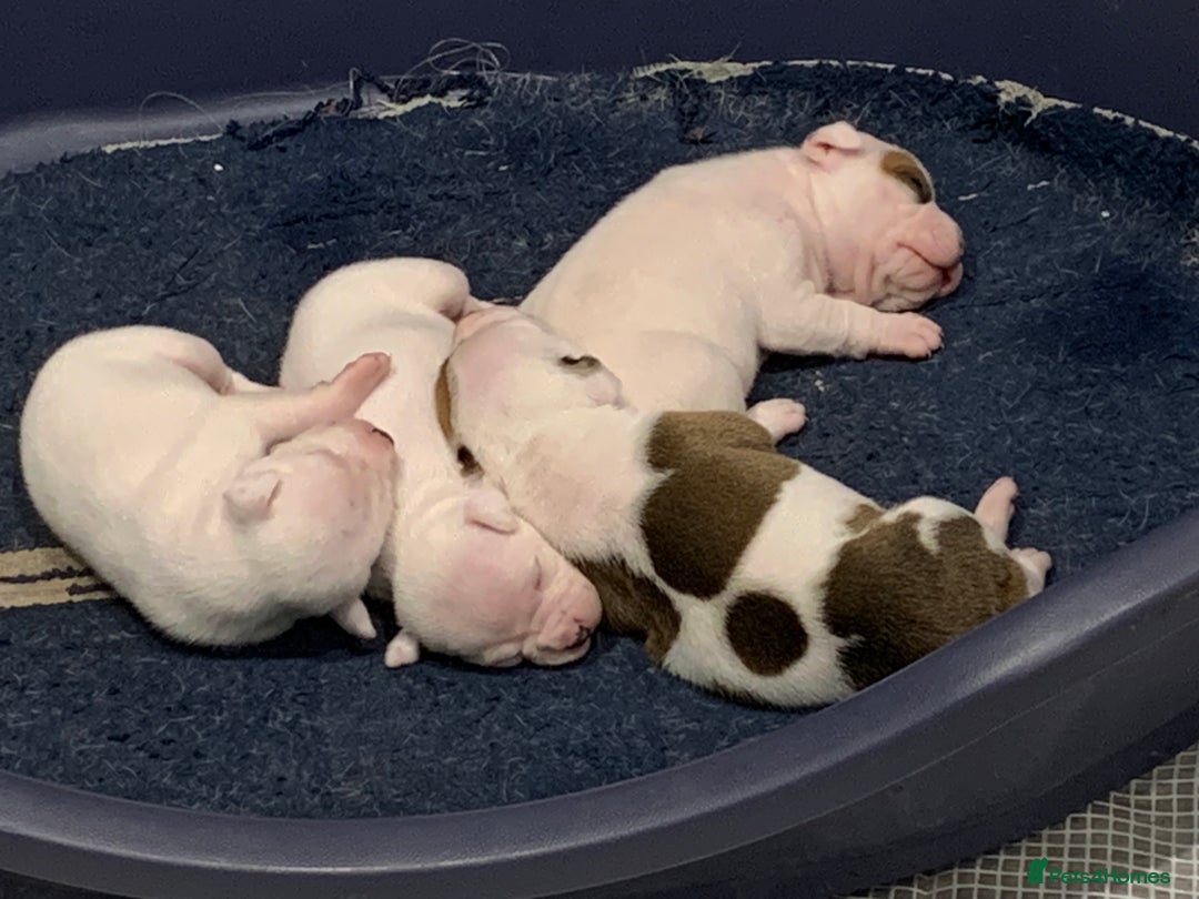 Staffordshire Bull Terrier dogs for sale: Staffordshire Bull terrier Puppies  - Image 17