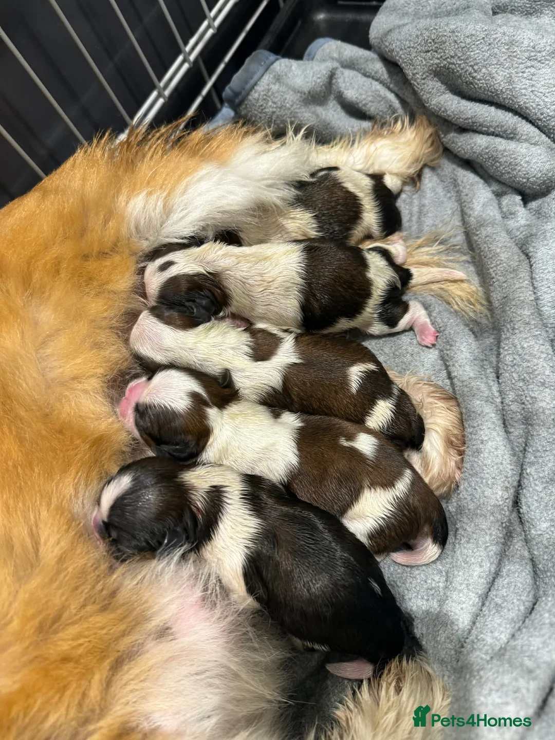 Shih Tzu dogs for sale: Early Spring Shihtzu Puppies  - Advert 15