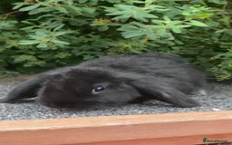Mini Lop rabbits for sale: Mini Lop and Mini Lion Lop bunnies - Image 2