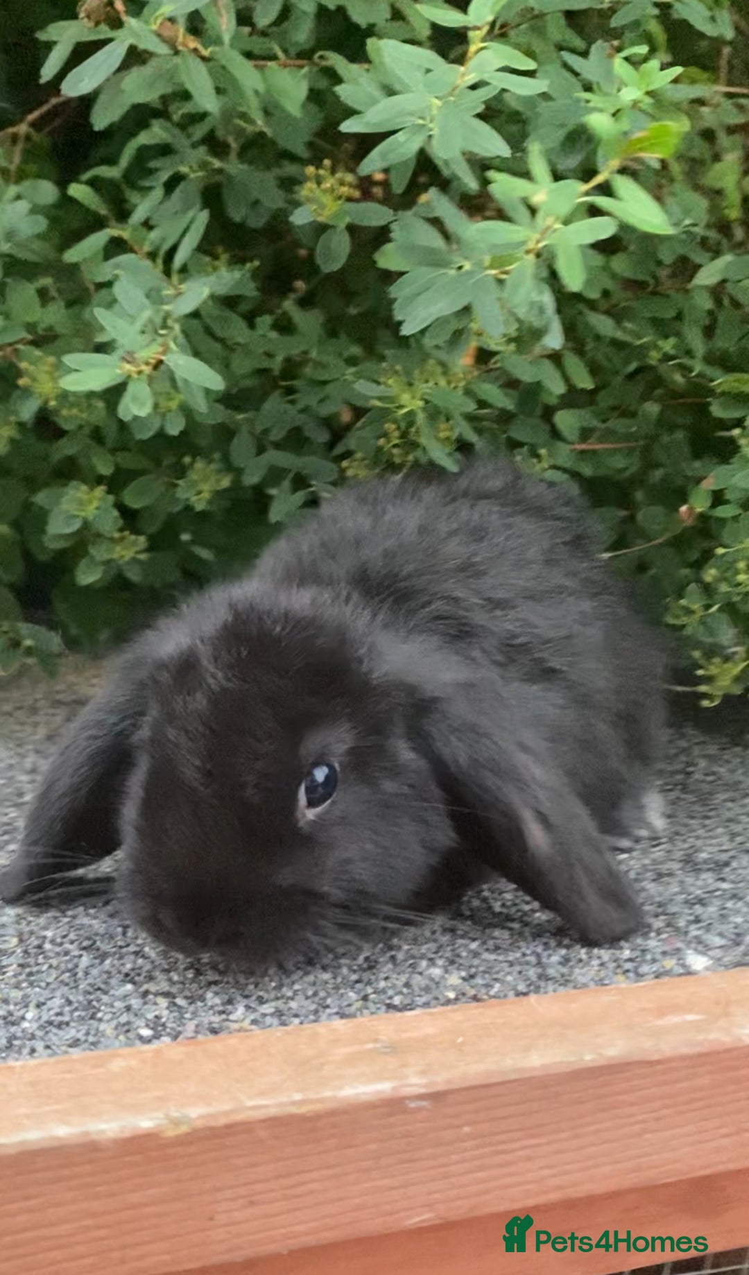 Mini Lop rabbits for sale: Mini Lop and Mini Lion Lop bunnies - Image 2