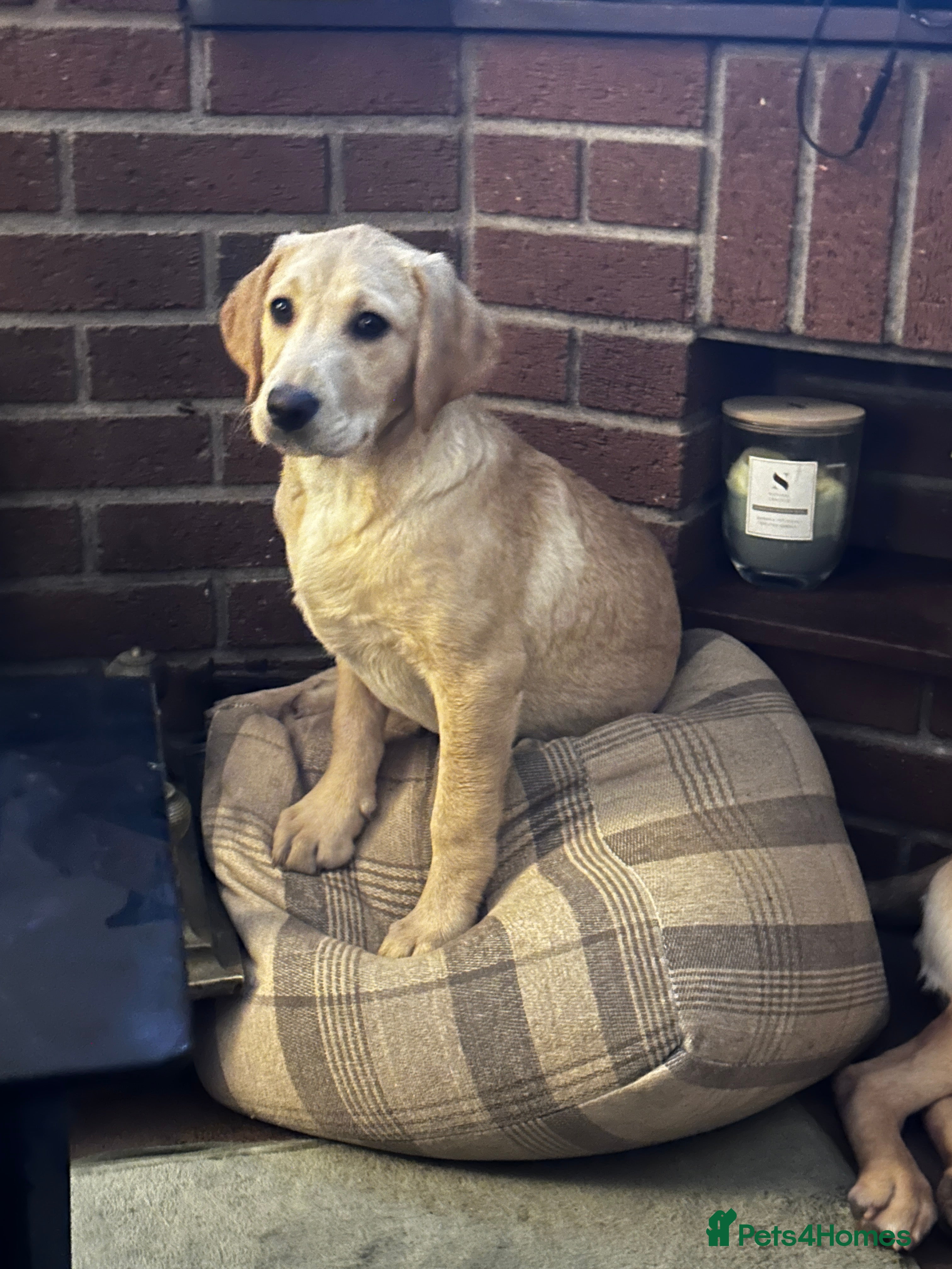 Labrador Retriever dogs Gorgeous Golden White Labrador  - Advert 6