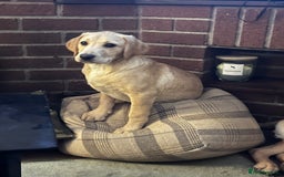 Labrador Retriever dogs for sale: Gorgeous Golden White Labrador  - Advert 1