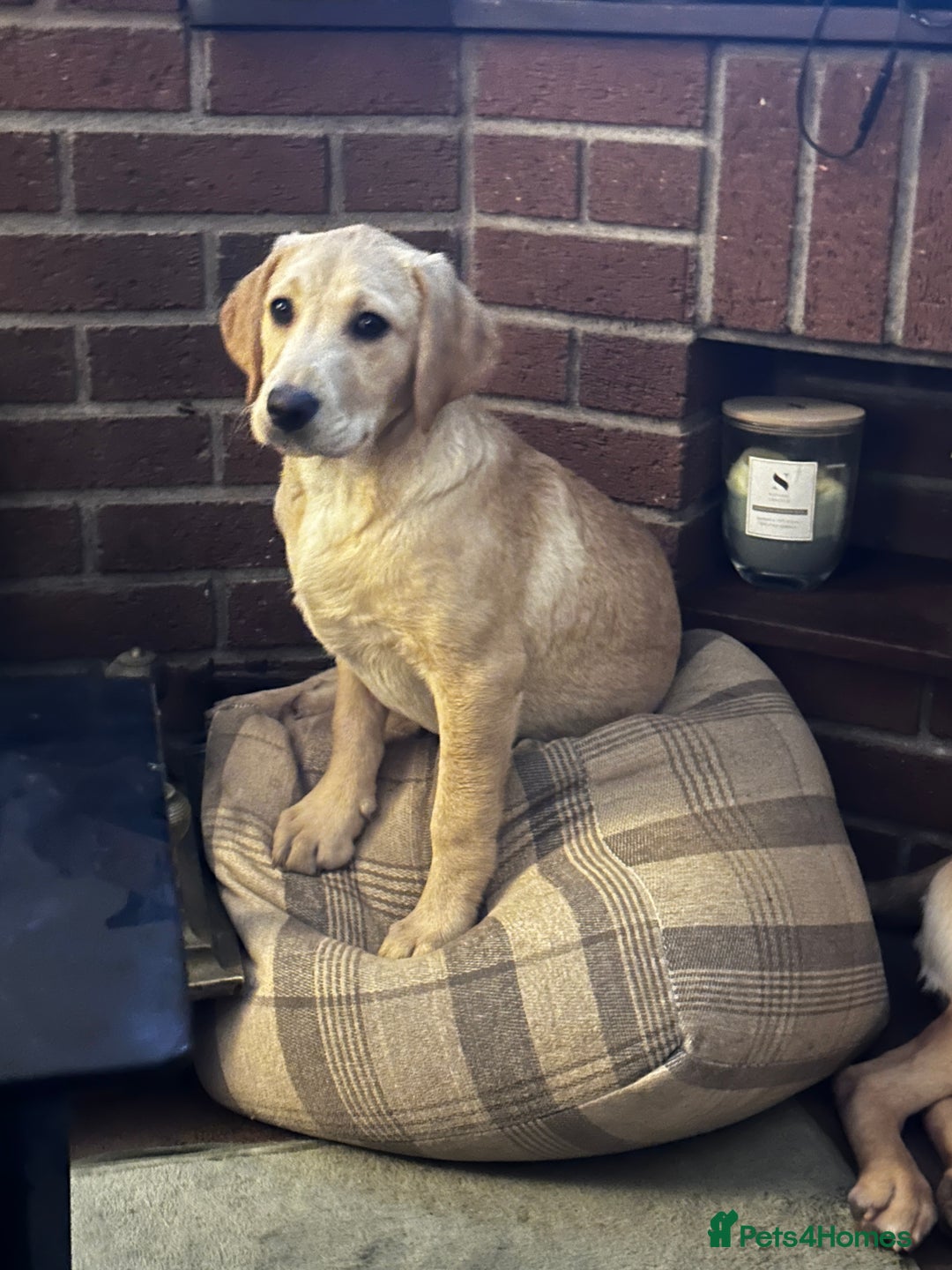 Labrador Retriever dogs for sale: Gorgeous Golden White Labrador  - Advert 1