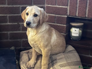 Labrador Retriever dogs Gorgeous Golden White Labrador - Advert 1