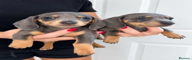 Miniature Dachshund 2