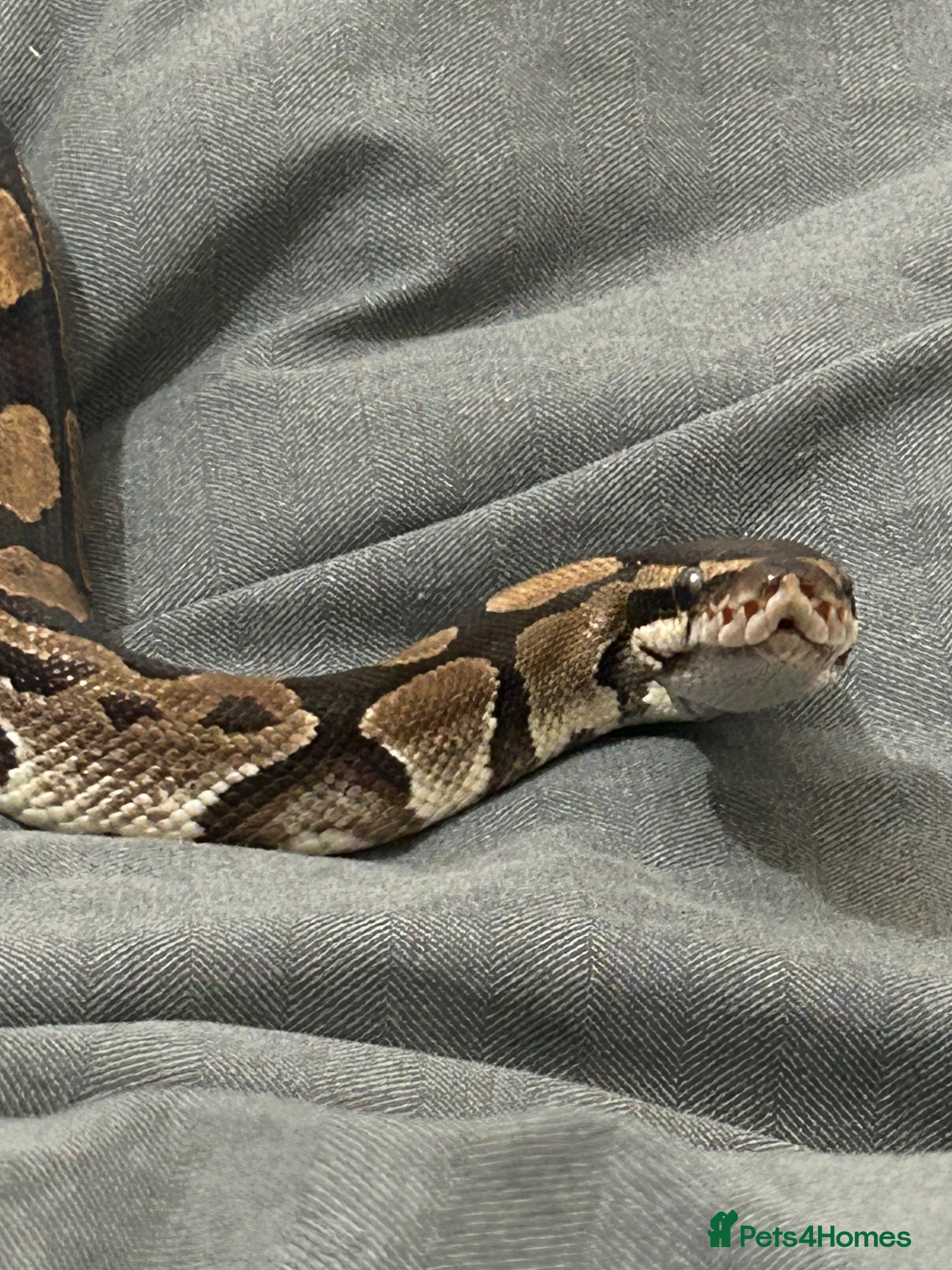 Python Snake reptiles Chunky Monkey - Advert 3