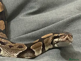 Python Snake reptiles Chunky Monkey - Advert 13