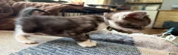 British Shorthair cats for sale: Pedigree British Shorthair Kittens – Ready May - Advert 7