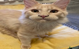 Maine Coon cats for sale: 💖 Maine Coon Kitten Boy Looking for a new home  - Image 15