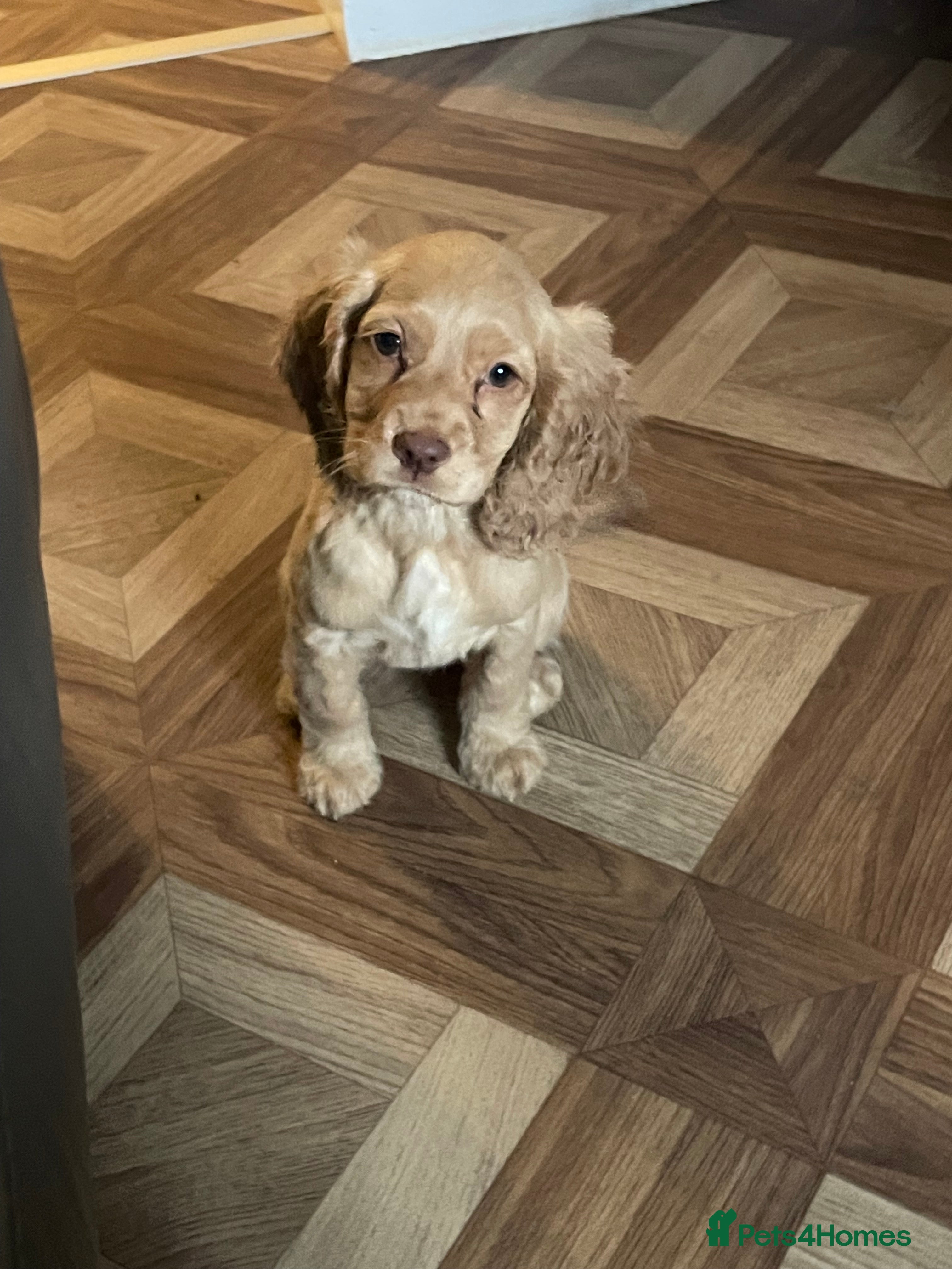 Cocker Spaniel dogs Cockerspaniel puppys Ready now!!! - Advert 13