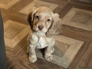 Cocker Spaniel dogs Cockerspaniel puppys Ready now!!! - Advert 13