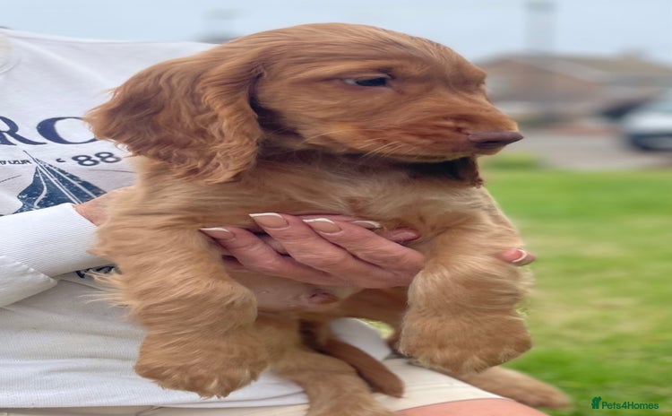Cocker Spaniel dogs - Advert 3
