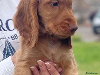 Cocker Spaniel dogs - Advert 12