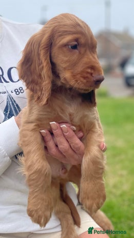 Cocker Spaniel dogs - Advert 15