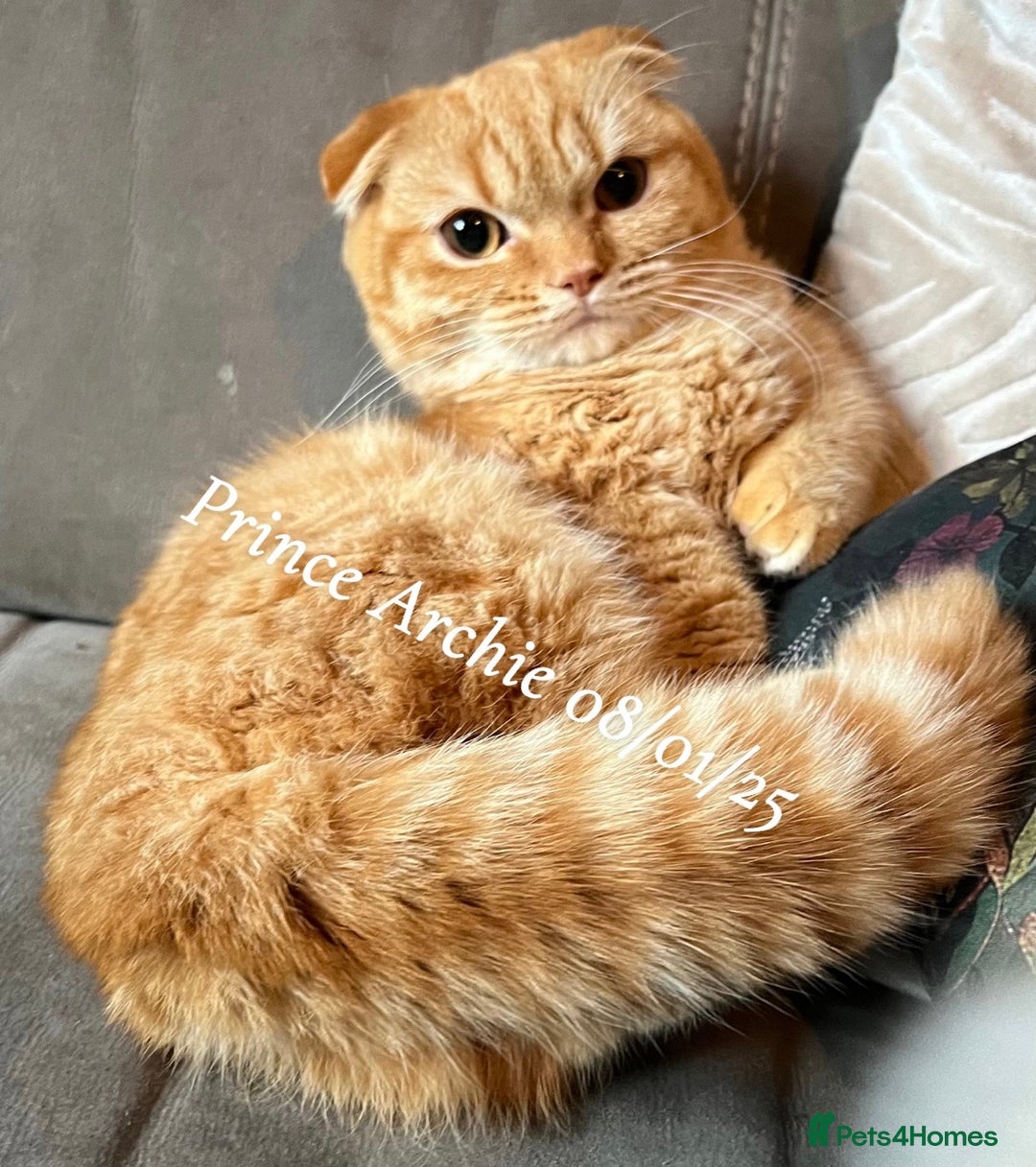 Munchkin cats for sale: Quality & Extremely Rare Persian Napoleon Minuets - Advert 18