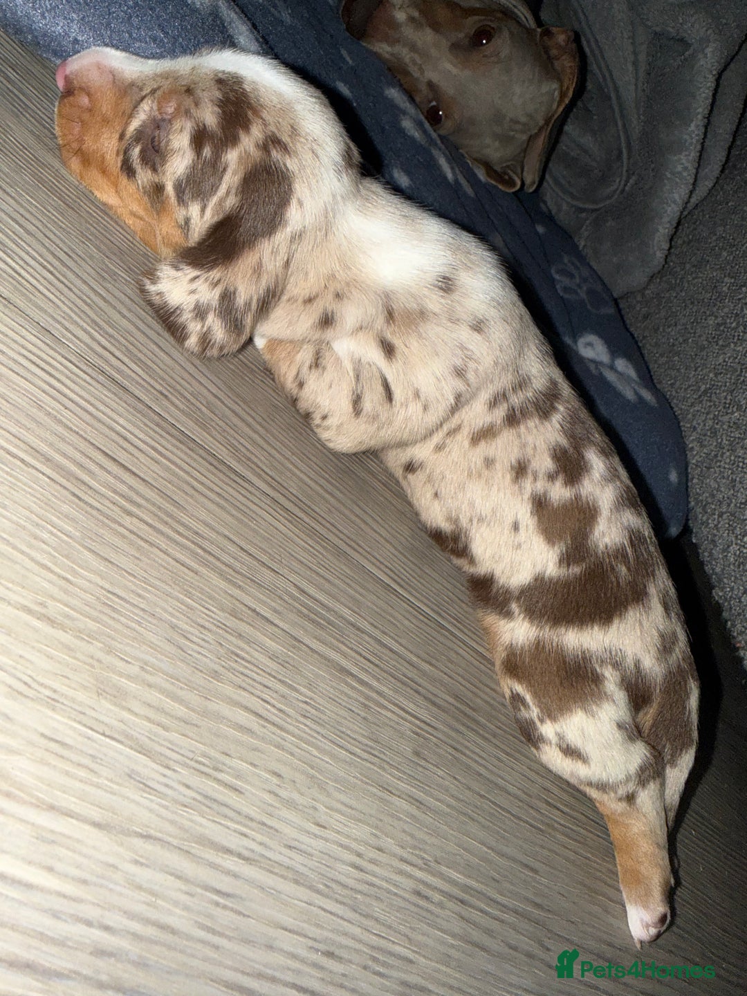 Miniature Dachshund dogs for sale: 🐾 5 Mini Dachshunds 4 dappled, 1 choc 🐾 - Advert 24