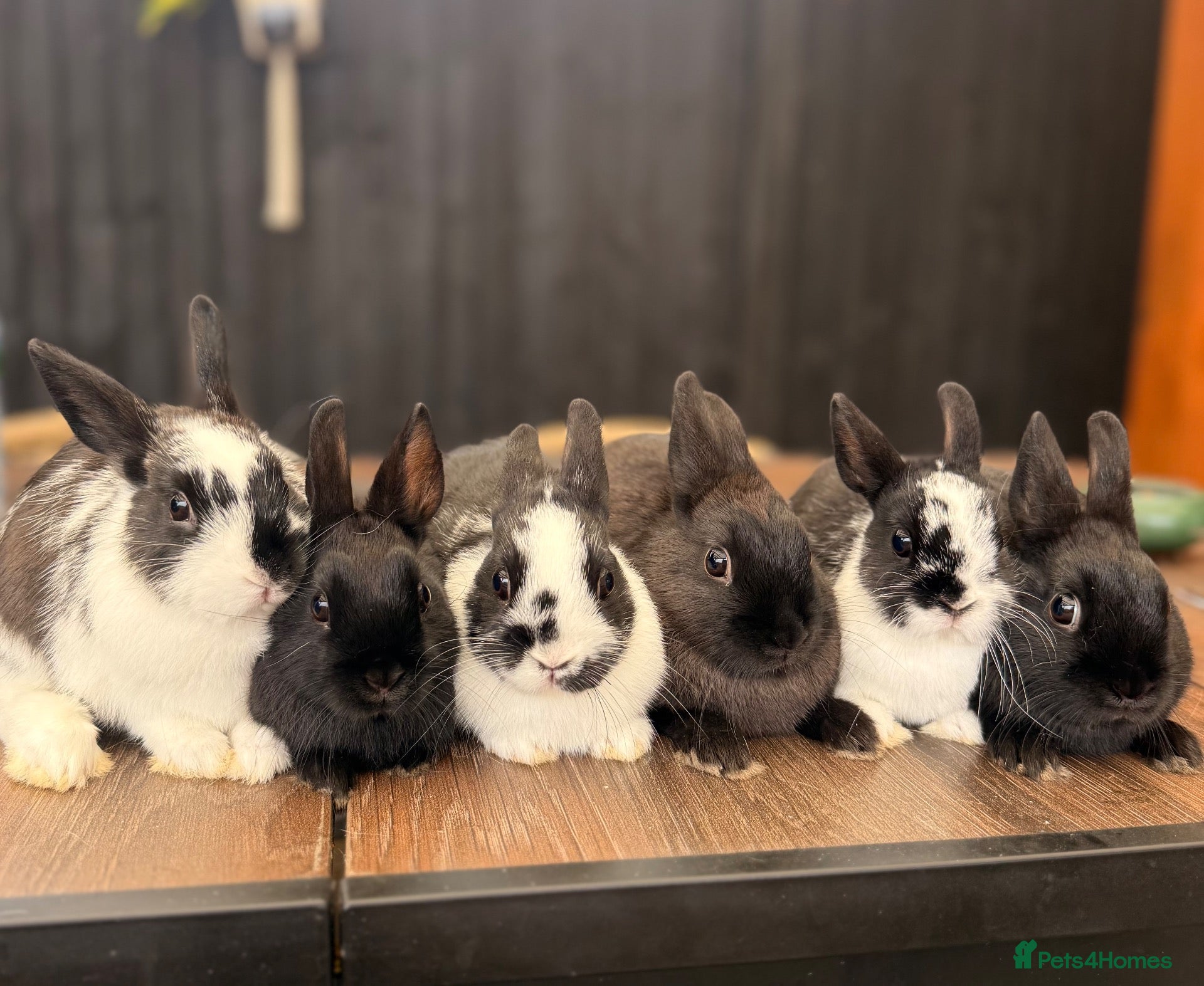Netherland Dwarf rabbits 6 Adorable Netherland Dwarf Bunnies 🐰  - Advert 1