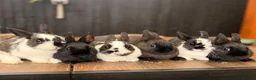 Netherland Dwarf rabbits for sale: 4 Adorable Dwarf Bunnies  - Advert 1