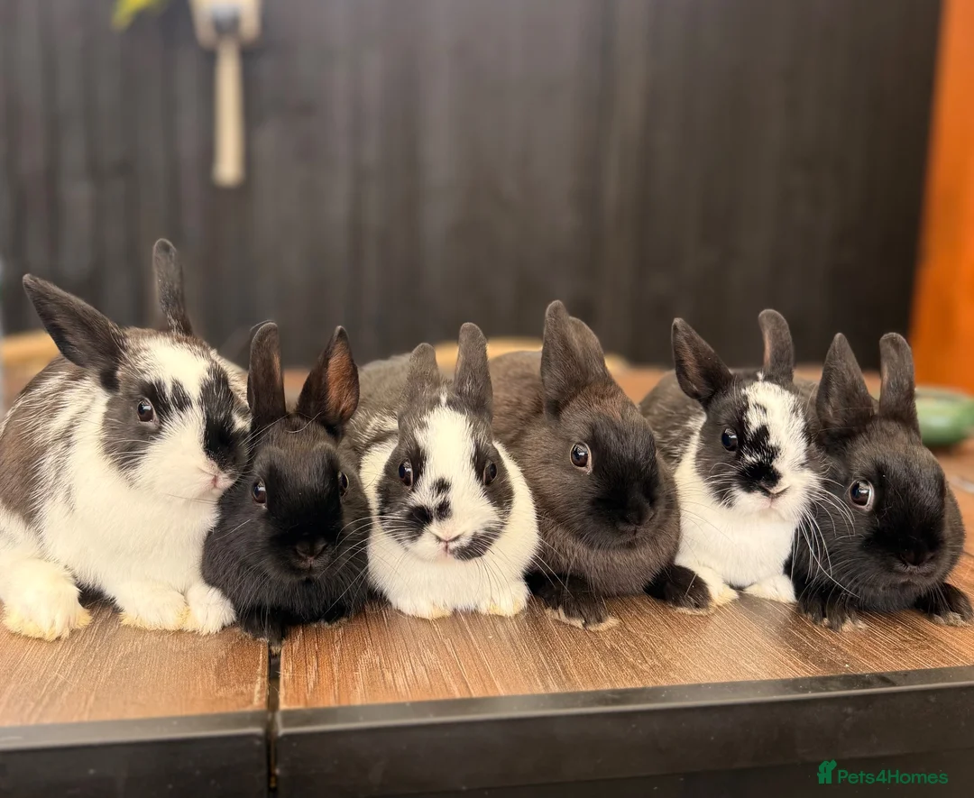Netherland Dwarf rabbits for sale: 4 Adorable Dwarf Bunnies  - Advert 1