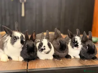 Netherland Dwarf rabbits 4 Adorable Dwarf Bunnies - Advert 1