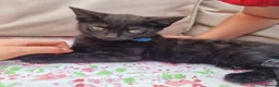 Mixed Breed cats for sale: 5 beautiful black kittens 10weeks 2xfemales 3xmale in Stockport - Advert 10